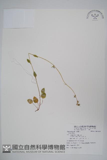 登錄號:S083139藏品圖，第1張