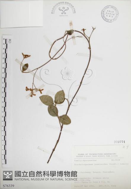 絡石藏品圖，第1張