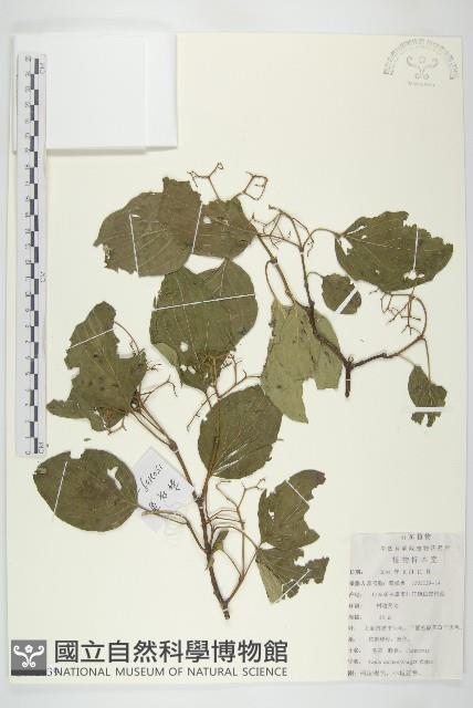 毛來藏品圖，第1張