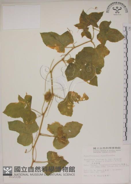 毛西番蓮藏品圖，第1張