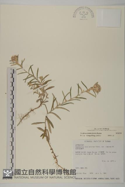 玉山抱莖籟簫藏品圖，第1張