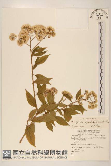 小舌菊、蔓綿菜藏品圖，第1張