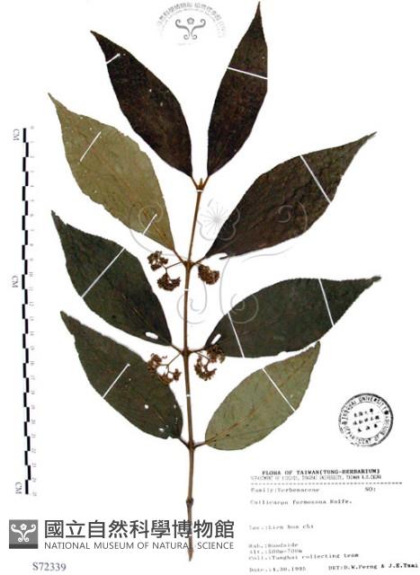 杜虹花，台灣紫珠藏品圖，第1張