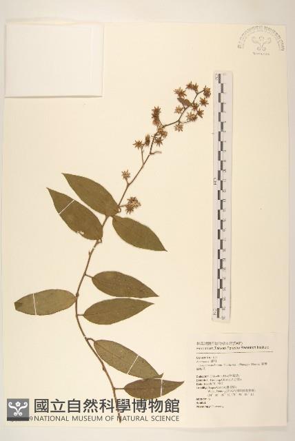 過山龍藏品圖，第1張