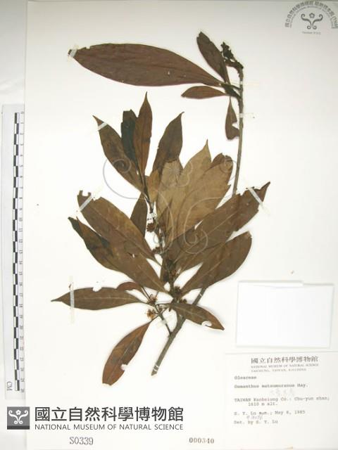 大葉木犀藏品圖，第1張