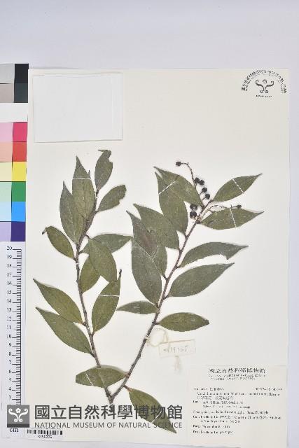 Himalays Blue Berry Collection Image