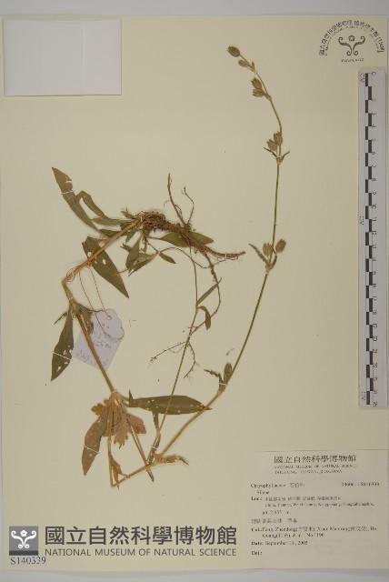 登錄號:S140339藏品圖，第1張