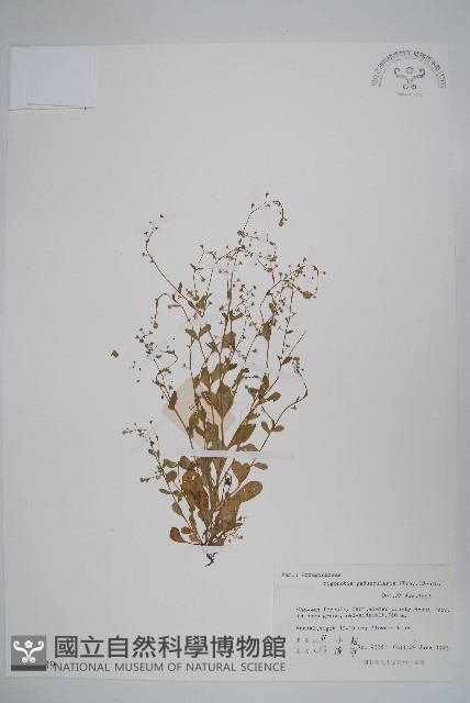 附地菜藏品圖，第1張