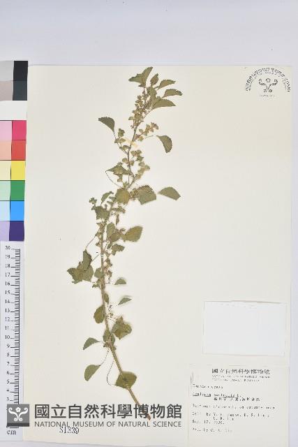 鐵莧菜藏品圖，第1張