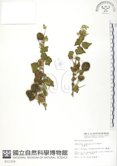 冬葵子藏品圖，第1張