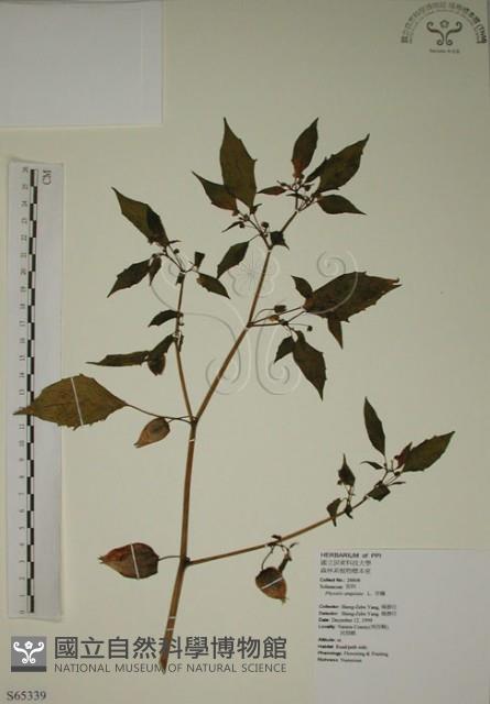 燈籠草藏品圖，第1張