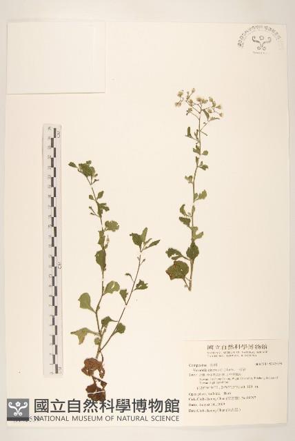 野牡丹藏品圖，第1張