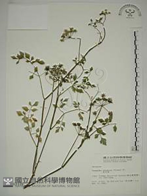 水芹菜藏品圖，第1張