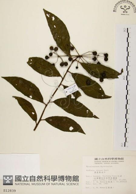 黑星紫金牛藏品圖，第1張