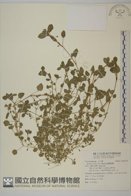 網脈繁縷藏品圖，第1張