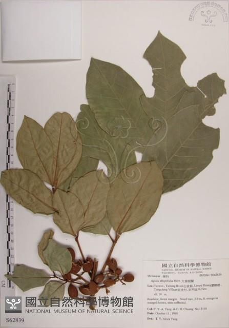 大葉樹蘭藏品圖，第1張