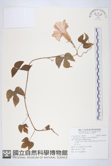 銳葉牽牛藏品圖，第1張