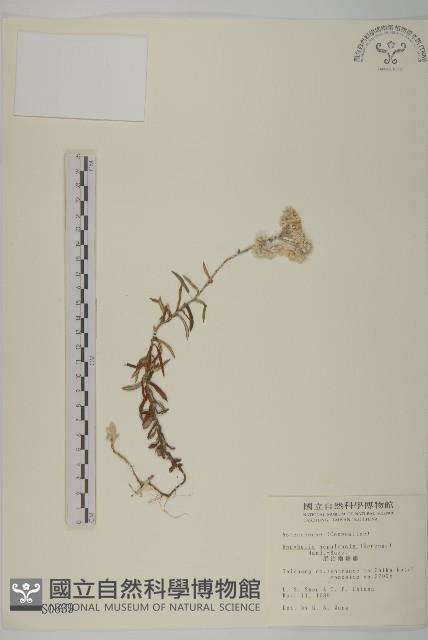 尼泊爾籟簫藏品圖，第1張