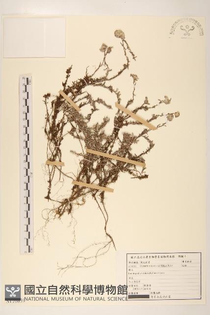 玉山薄雪草藏品圖，第1張