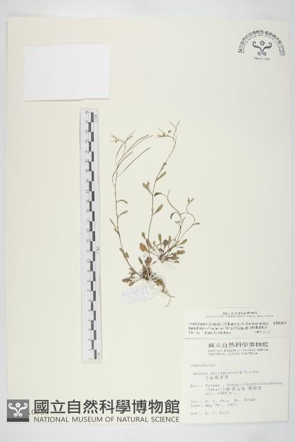 玉山筷子芥藏品圖，第1張