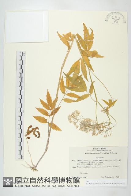 白花碎米薺藏品圖，第1張