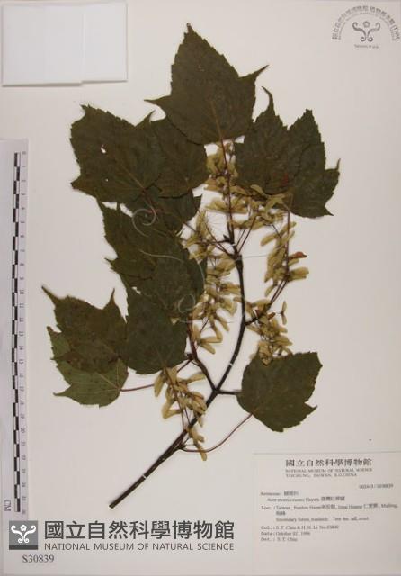 臺灣紅榨槭藏品圖，第1張