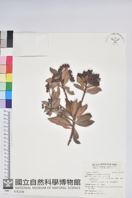 南燭藏品圖，第1張