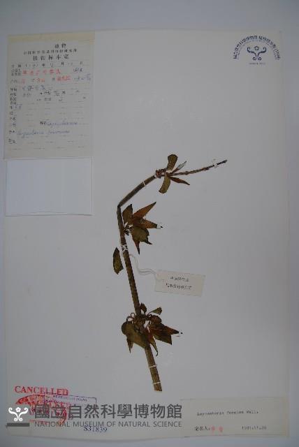 鬼吹簫藏品圖，第1張