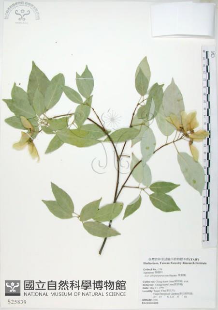 樟葉槭, 飛蛾子樹藏品圖，第1張