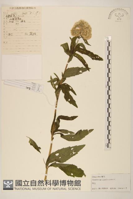 林氏澤蘭藏品圖，第1張