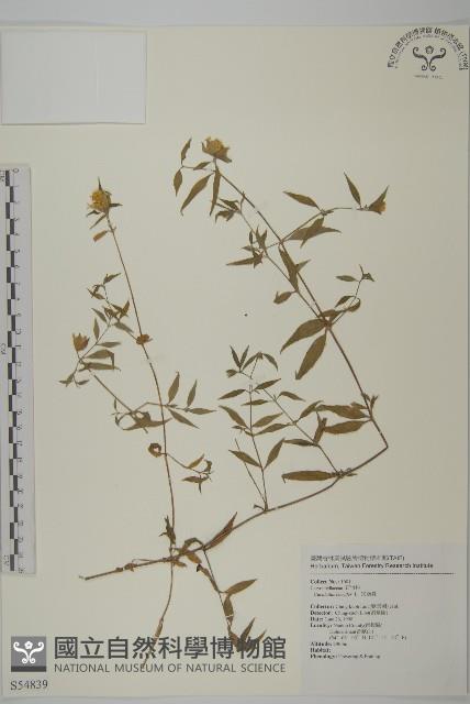 狗筋蔓藏品圖，第1張