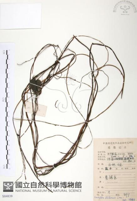無根草藏品圖，第1張