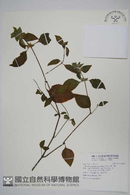 賽山藍藏品圖，第1張