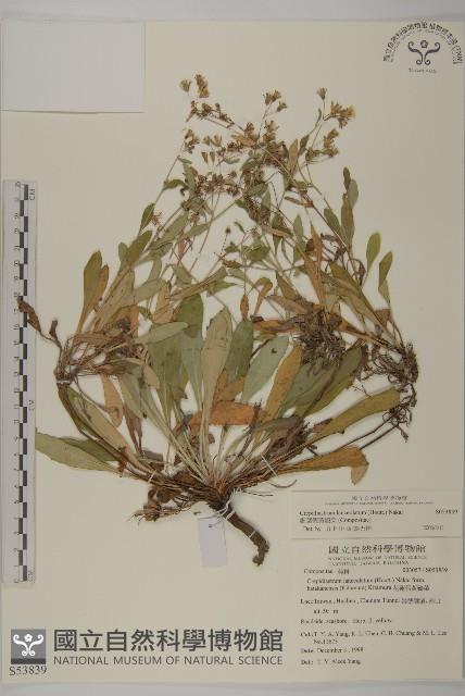 細葉假黃鵪菜藏品圖，第1張