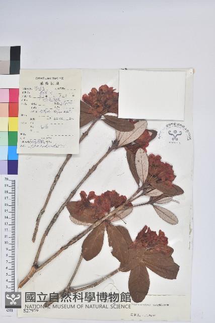 血紅杜鵑藏品圖，第1張