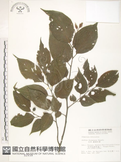 石朴藏品圖，第1張