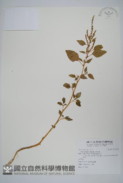 野莧菜藏品圖，第1張