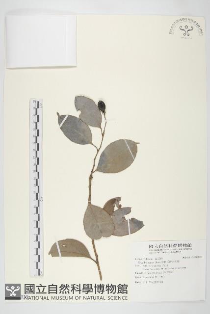 亨利氏伊立基藤藏品圖，第1張