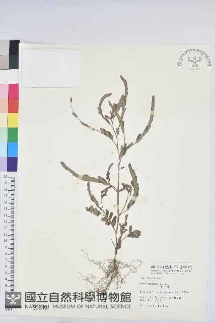 葉下珠、珠仔草藏品圖，第1張