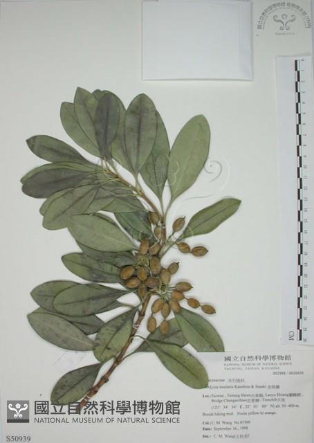 蘭嶼念珠藤藏品圖，第1張