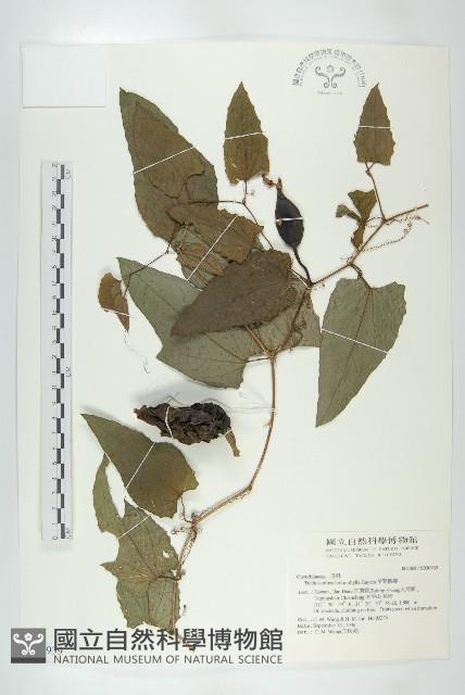 芋葉括樓藏品圖，第1張