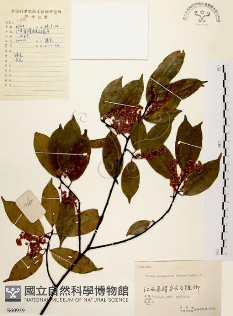 墨點櫻桃、黑星櫻藏品圖，第1張