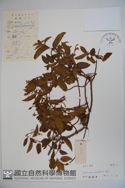 山銀花藏品圖，第1張