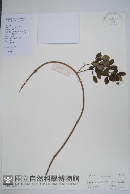 中國念珠藤藏品圖，第1張