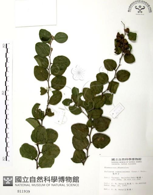 馬甲子藏品圖，第1張