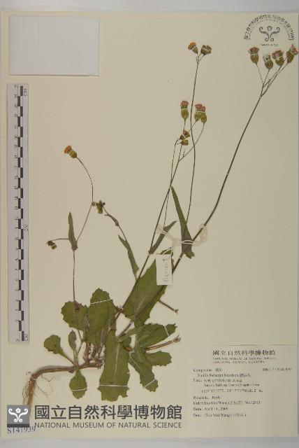 纓絨花藏品圖，第1張