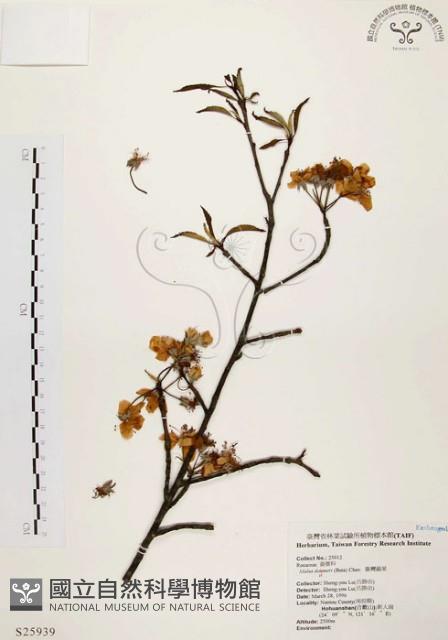 臺灣蘋果藏品圖，第1張