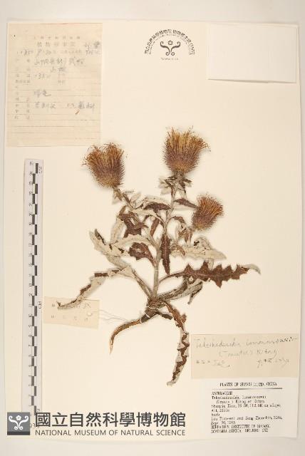 蝟菊藏品圖，第1張