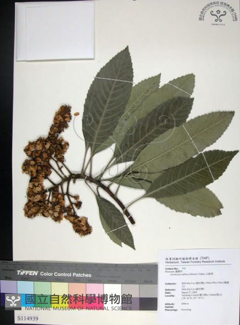 山枇杷、臺灣枇杷藏品圖，第1張