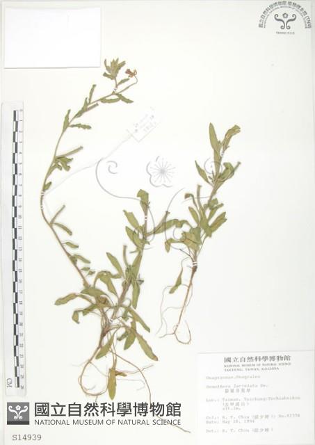 裂葉月見草藏品圖，第1張